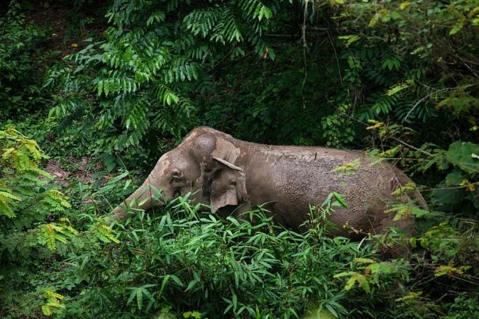 elephant kaeng krachan
