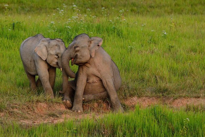 elephant khao yai