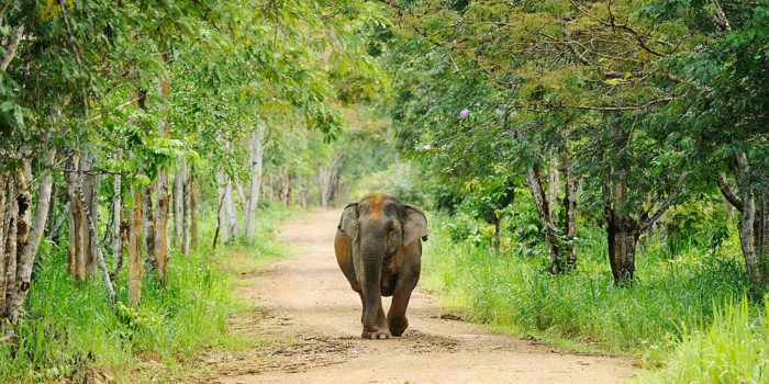 elephant kui buri