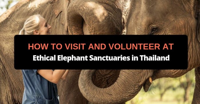 ethical elephant sanctuaries