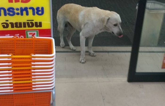 street dog in Seven Eleven