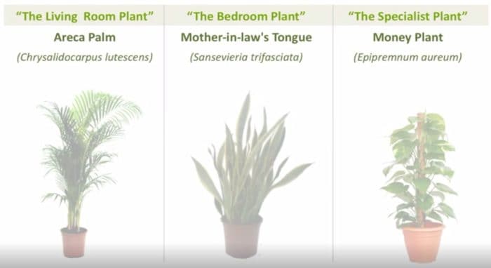 plants