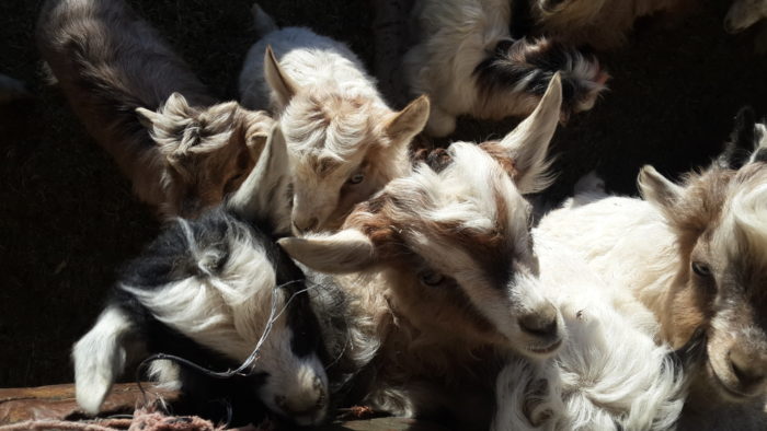 Baby goats at Pangong.