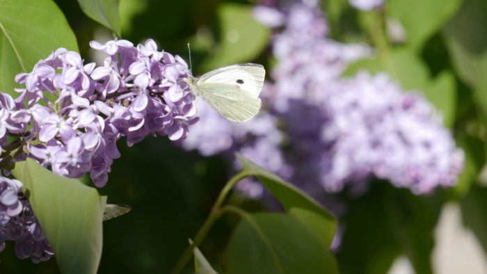 A Ladakh butterfly.