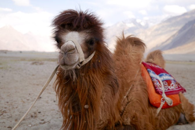 A nubra camel.