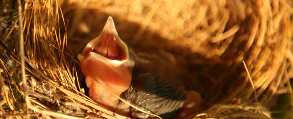 bird eggs