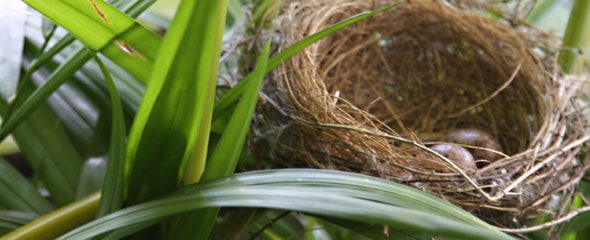 bird eggs