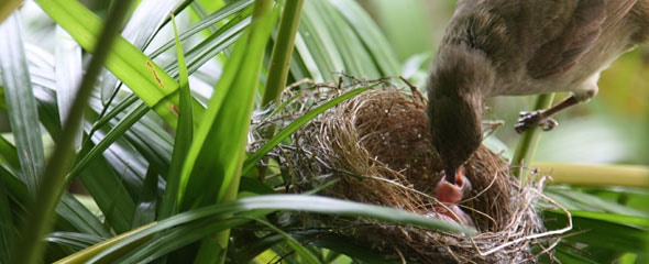 bird eggs