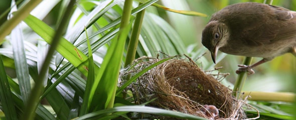 bird eggs