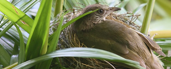 bird eggs