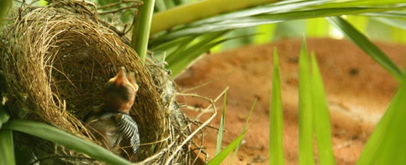 bird eggs