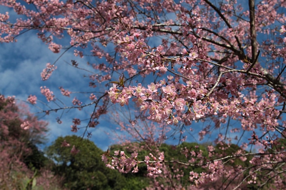 Cherry Blossoms