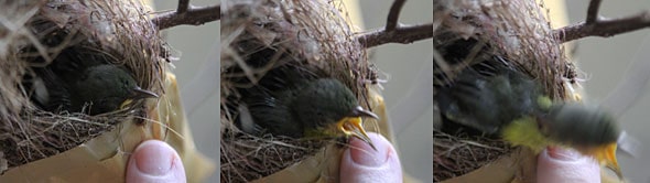 Sunbird bouncing out Sunbird bouncing out