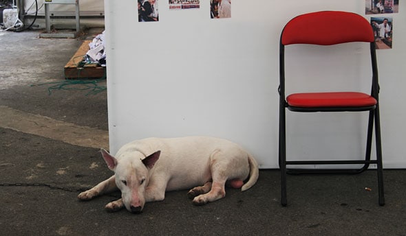 El perro de Chuvit