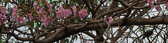 The Common Koel & Why I'd Make a Lousy Buddhist