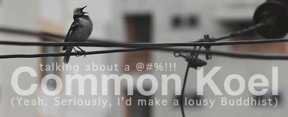 The Common Koel & Why I'd Make a Lousy Buddhist.