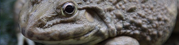 Wat Frogs