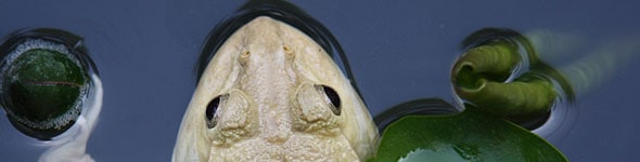 Wat Frogs