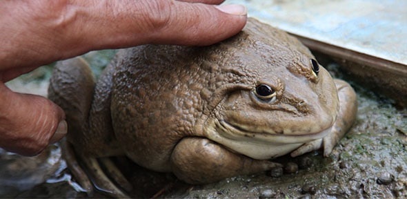 Wat Frogs