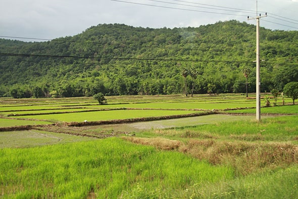 Ghost Festival: Rice fields