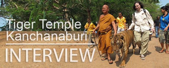 Tiger Temple Interview