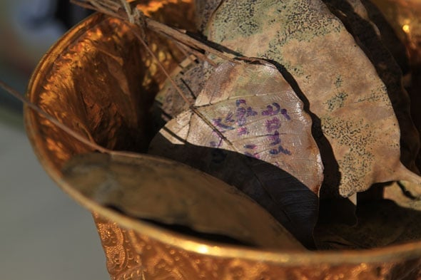 Ton Pho Si Maha Pho: The Oldest Buddha Tree in Thailand