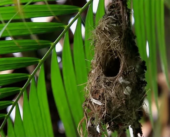 Sunbird nest Sunbird nest