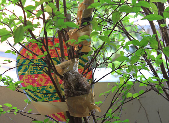 Sunbird nest Sunbird nest