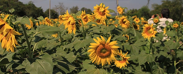 Sunflower fields in Thailand