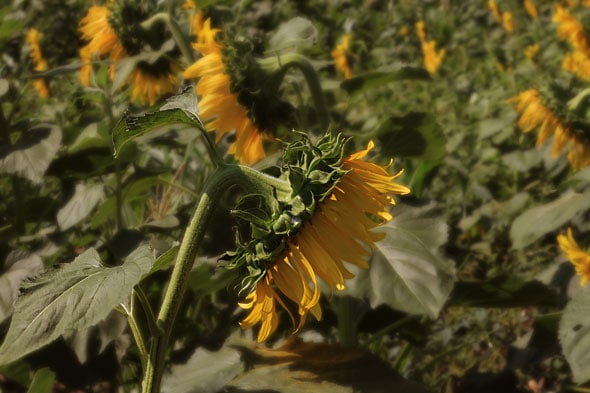 A Rogue Sunflower in Thailand