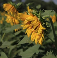 Sunflower fields in Thailand