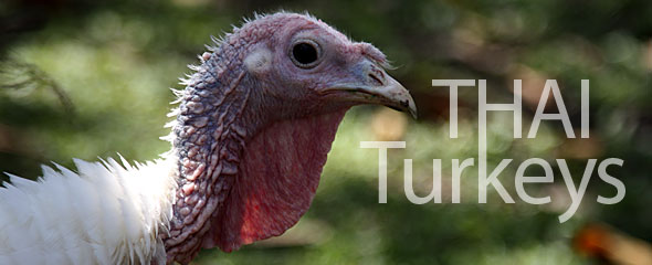 Thai Thanksgiving Turkeys