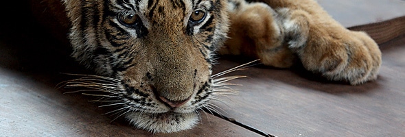 Tiger Temple Sues Cub