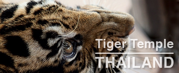 Tiger Temple Sues Conservationists