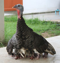 The Grumpy Expat: Raising Turkeys in Thailand