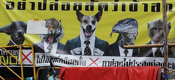 Vote NO! Animal Campaign: Political Posters Translated