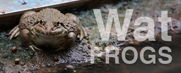 Wat Frogs