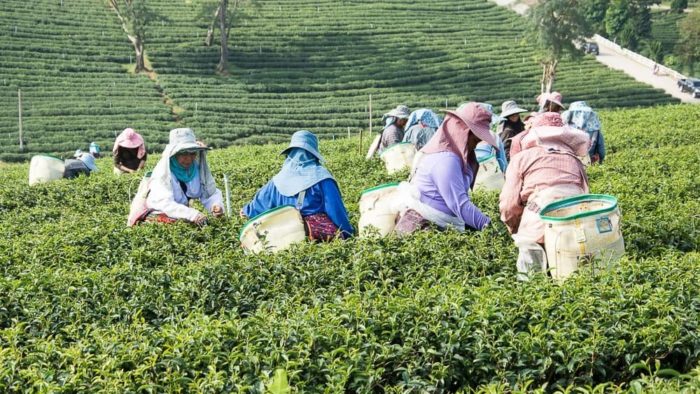 Tea plantation in chiang rai