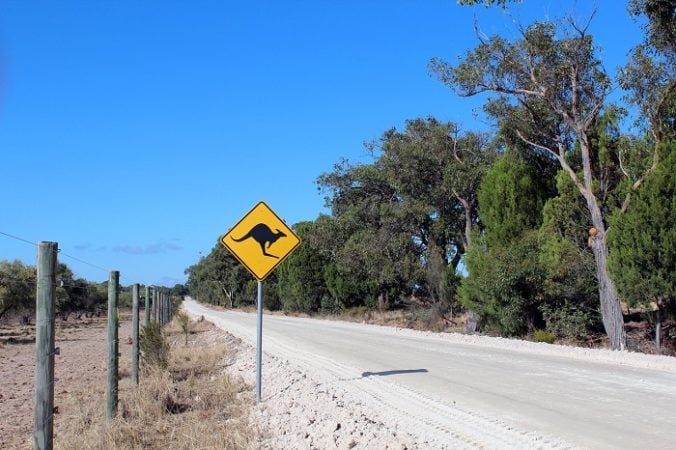 kangaroo street in Australia