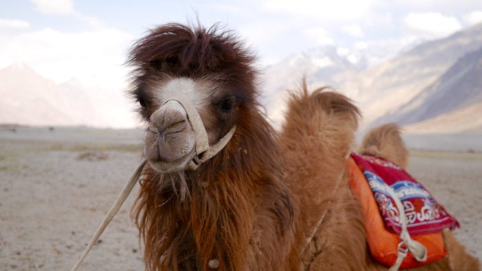 A nubra camel.