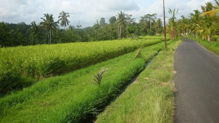 Ubud, the heart of Balinese culture