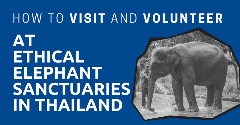 Visit and Volunteer at Ethical Elephant Sanctuaries in Thailand