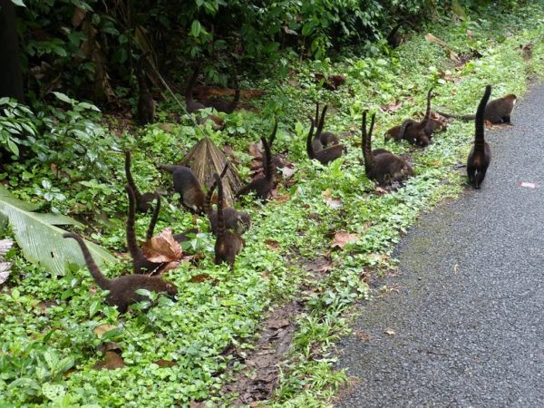 Animal crossing Costa Rica