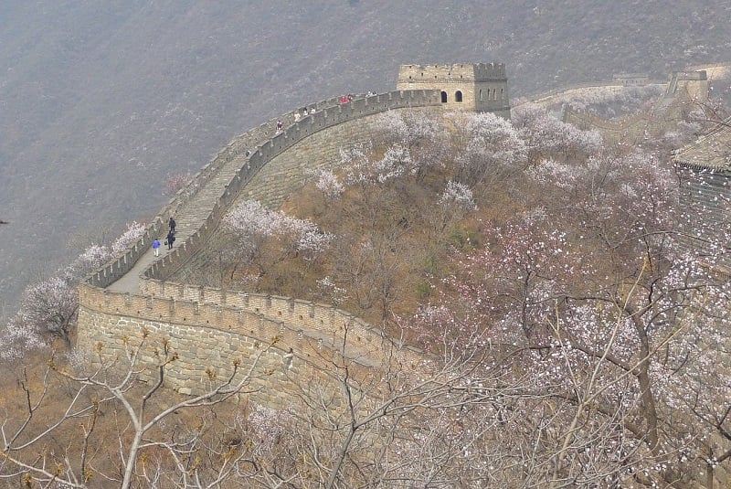 The Great Wall of China surrounded by flowering cherry blossoms in the Spring 
