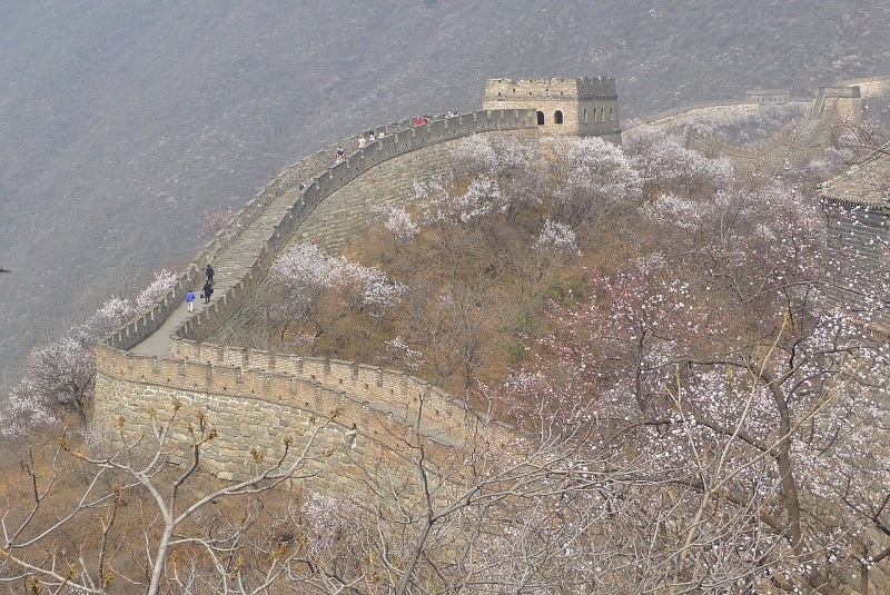 The Great Wall of China surrounded by flowering cherry blossoms in the Spring