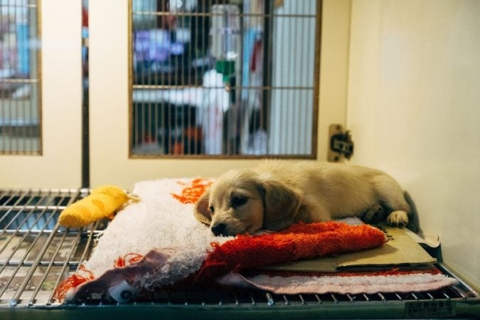 puppy jail