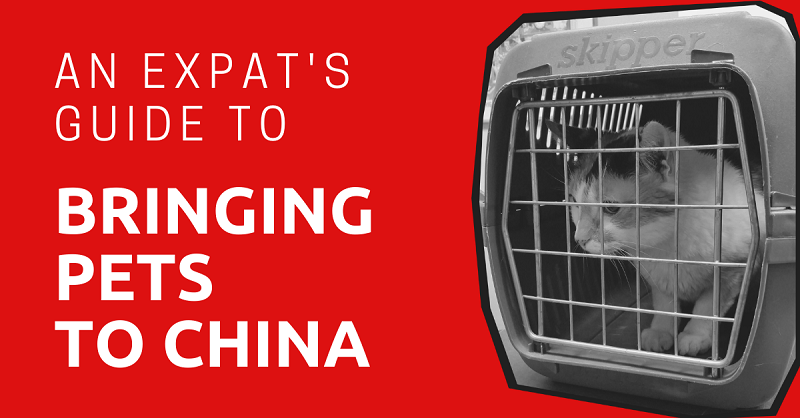 An Expat's Guide to Bringing Pets to China
