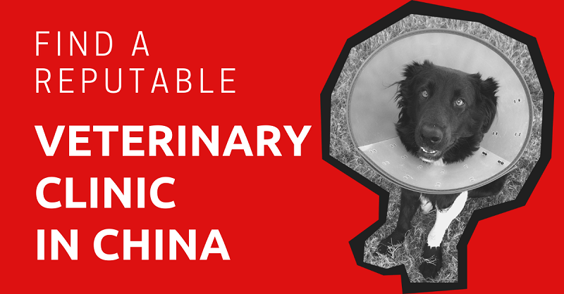 Find a Reputable Veterinary Clinic in China