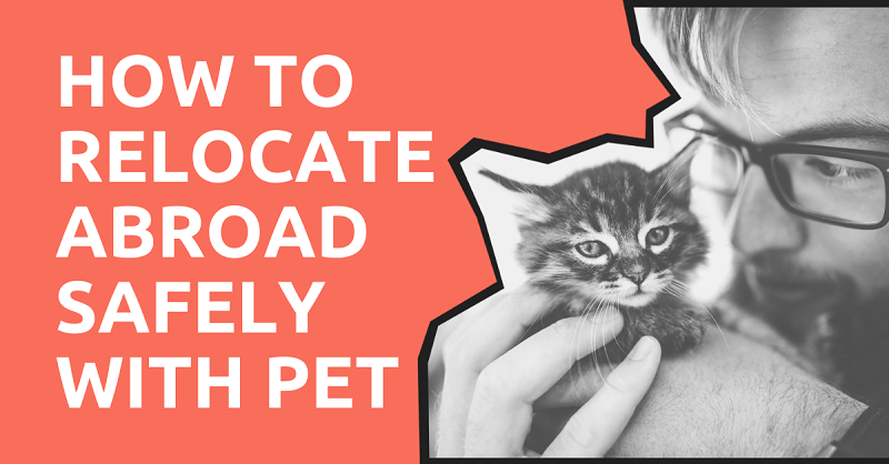 How to Relocate Abroad Safely with Pet