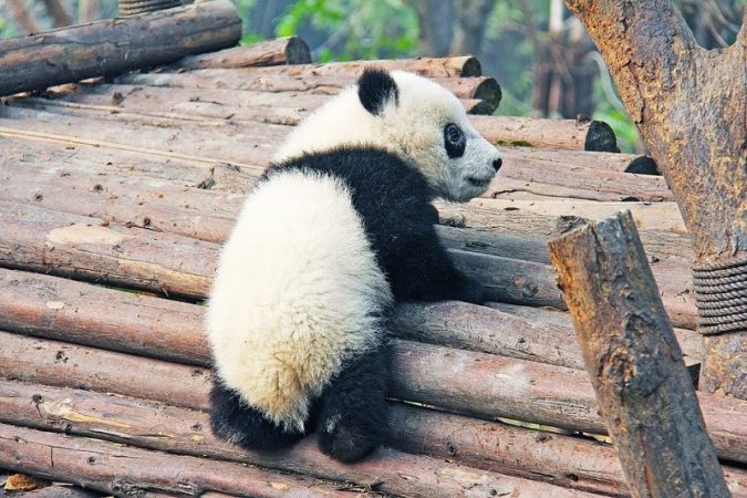 panda